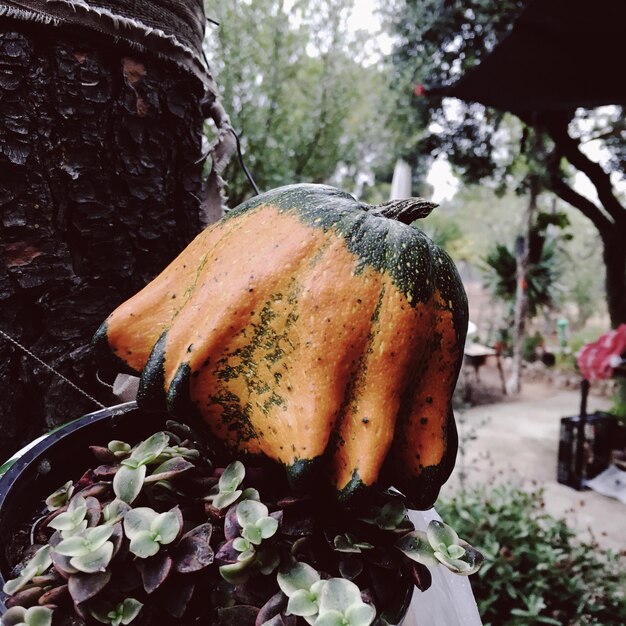 Photo close-up of pumpkin on tree