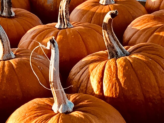 Close-up of pumpkins on autumn leaves