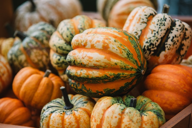 Photo close up on pumpkins in the basket