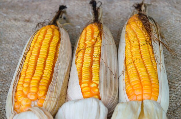 Close-up of pumpkins on farm