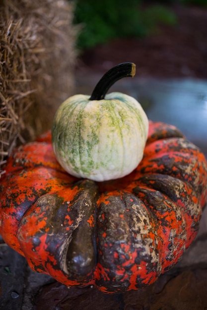 Foto prossimo piano delle zucche sul campo