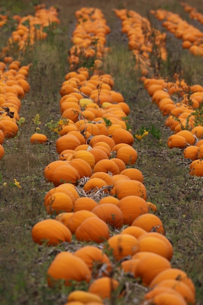 Photo close-up of pumpkins on field