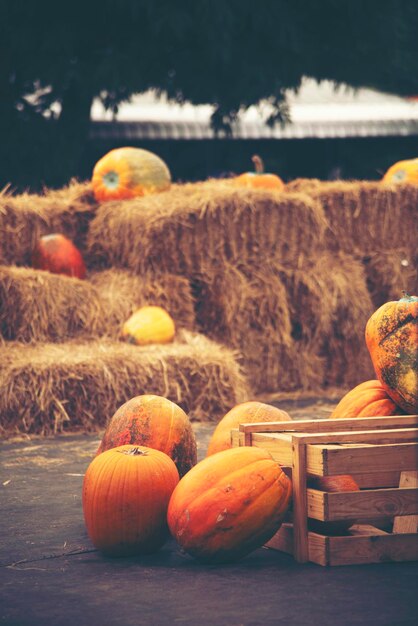 Photo close-up of pumpkins on field