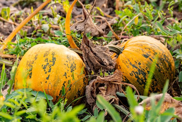 Close-up of pumpkins on field