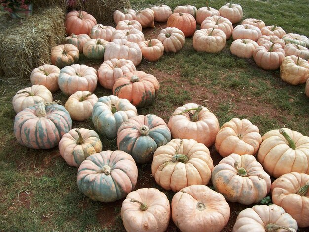 Foto prossimo piano delle zucche sul campo