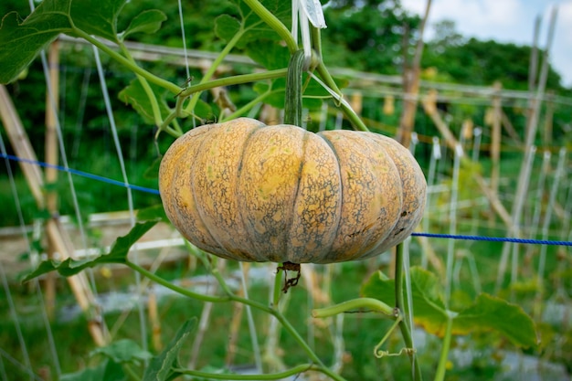 Close-up of pumpkins on field