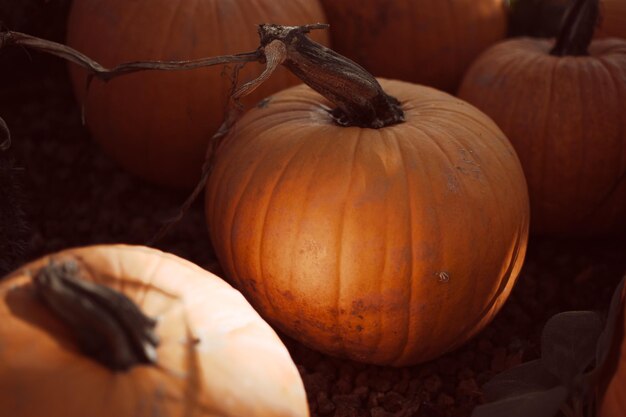 Close-up of pumpkins in market shop