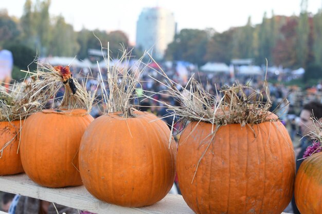 Close-up of pumpkins in market