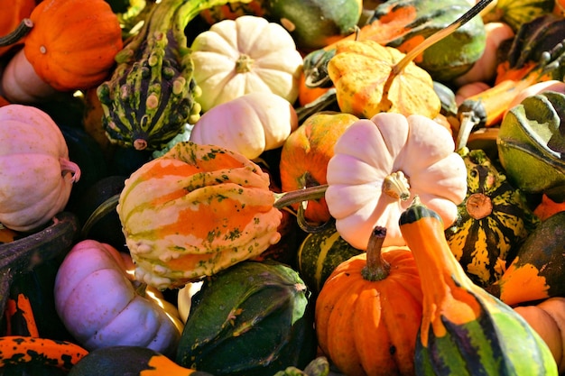 Photo close-up of pumpkins on plant