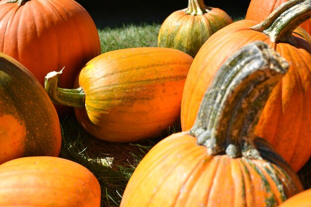 Photo close-up of pumpkins for sale at market stall