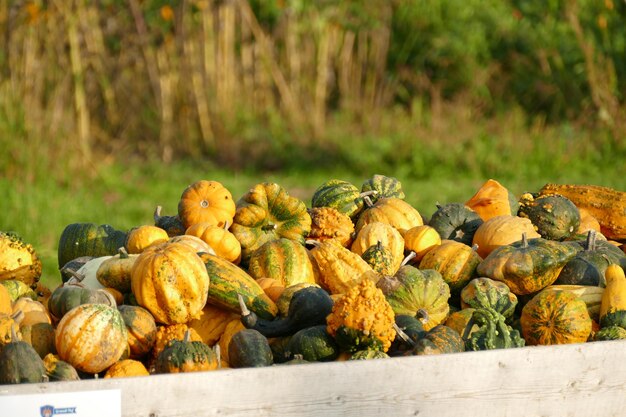 Close-up of pumpkins for sale at market