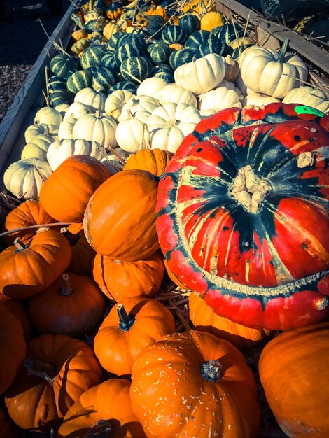 Close-up of pumpkins for sale in market