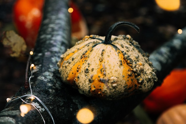 Close-up of pumpkins on tree during halloween