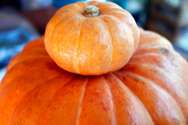 Close-up of pumpkins