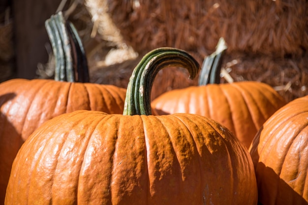 Close-up of pumpkins