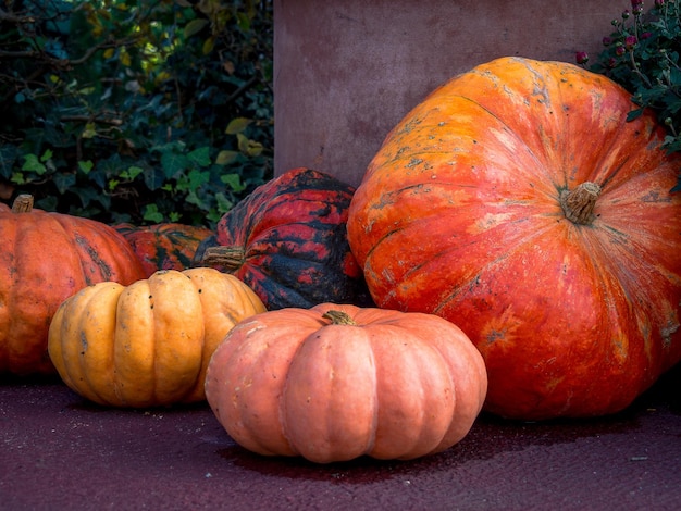 Photo close-up of pumpkins