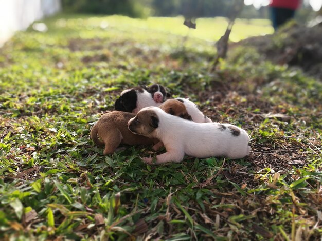 Photo close-up of puppies on grass