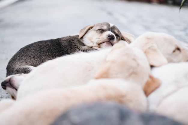 寝ている子犬のクローズアップ