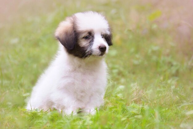 Close-up of puppy on field