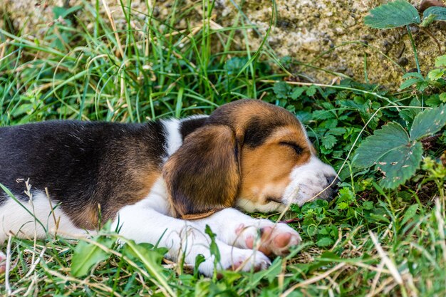 Close-up of puppy on grass