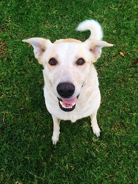 Close-up of puppy on grassy field