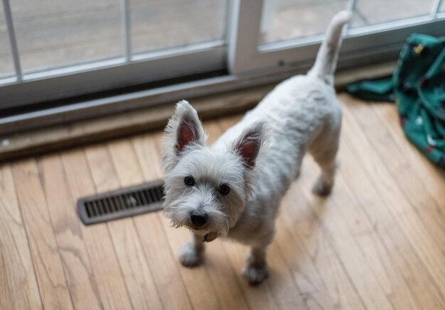 家にいる子犬のクローズアップ