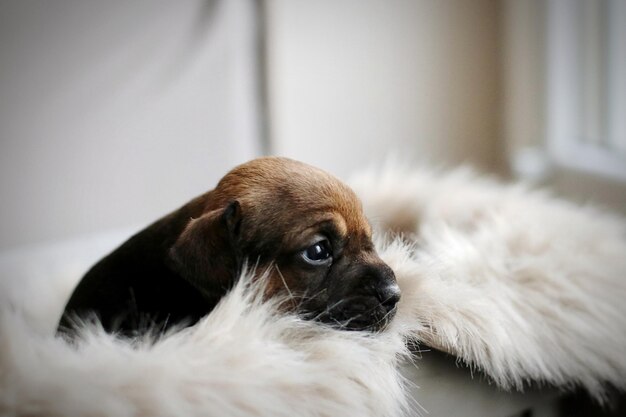 Photo close-up of puppy at home