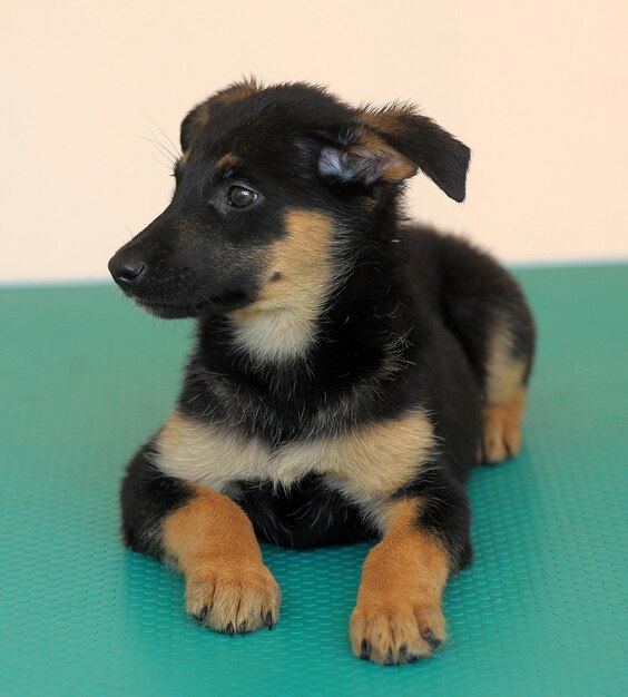 Photo close-up of puppy looking away