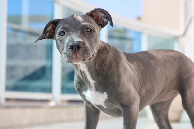 自宅で子犬のピットブル犬のクローズアップ。セレクティブフォーカス。