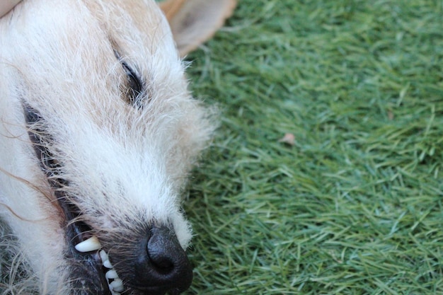 草の上でリラックスしている子犬のクローズアップ