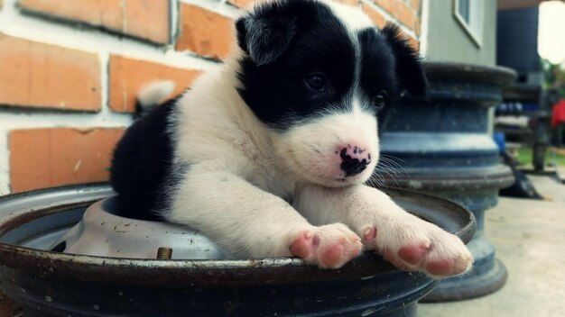 Photo close-up of puppy sitting on container