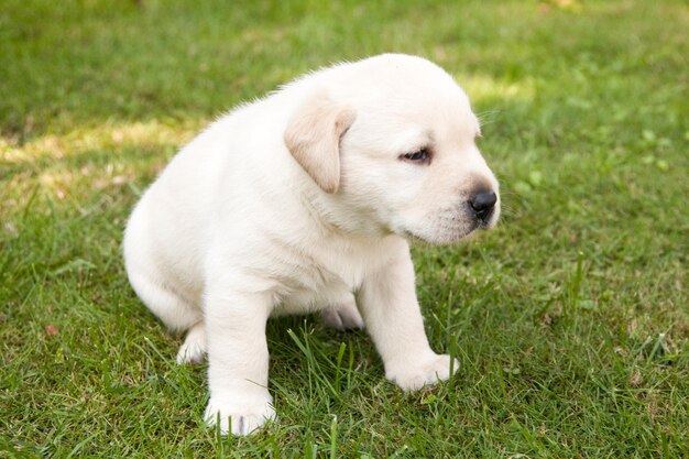 Photo close-up of puppy sitting on grass