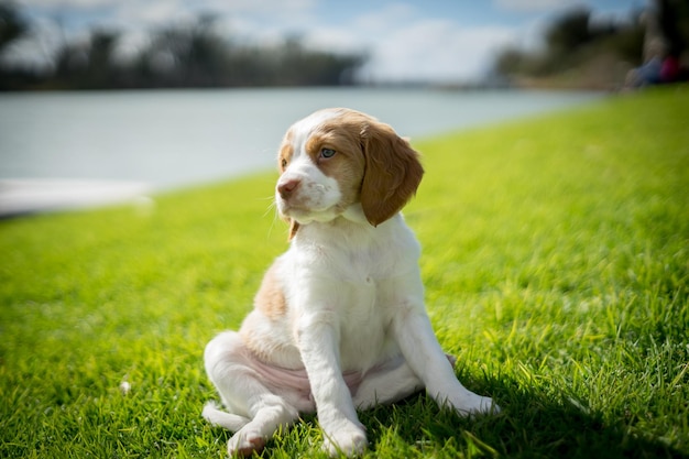 close-up of puppy sitting on grassy field by lake