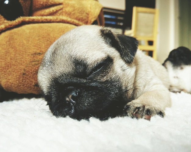 Photo close-up of puppy sleeping on bed at home