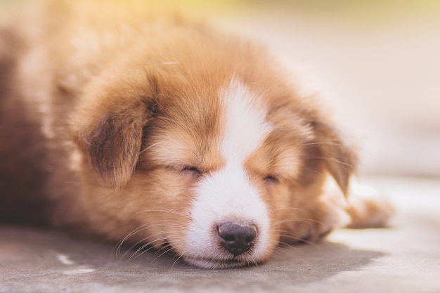 明るい背景に眠る子犬のクローズアップ。