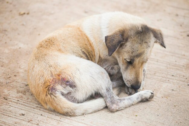 Close-up of puppy sleeping outdoors