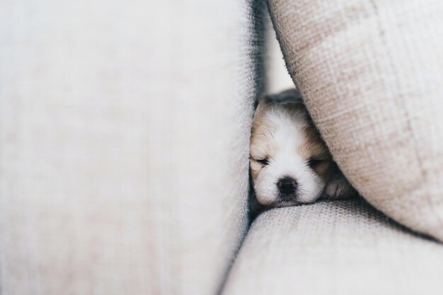 Photo close-up of puppy sleeping on sofa at home