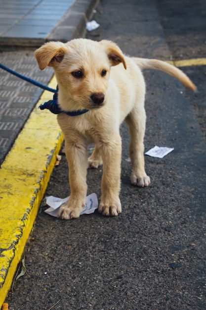 通りの子犬のクローズアップ