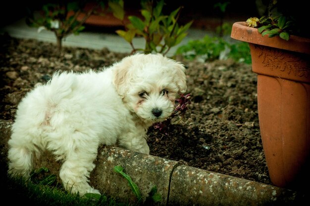 Photo close-up of puppy