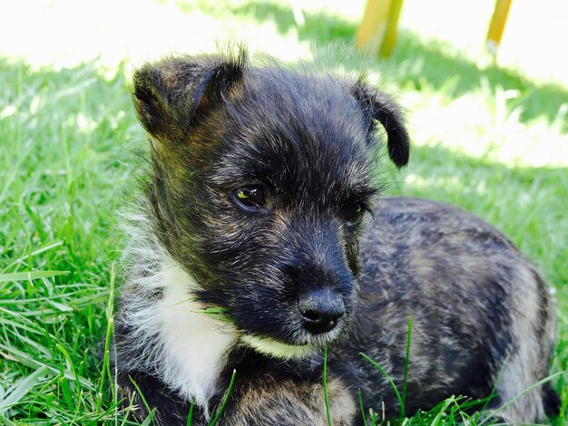 Close-up of puppy