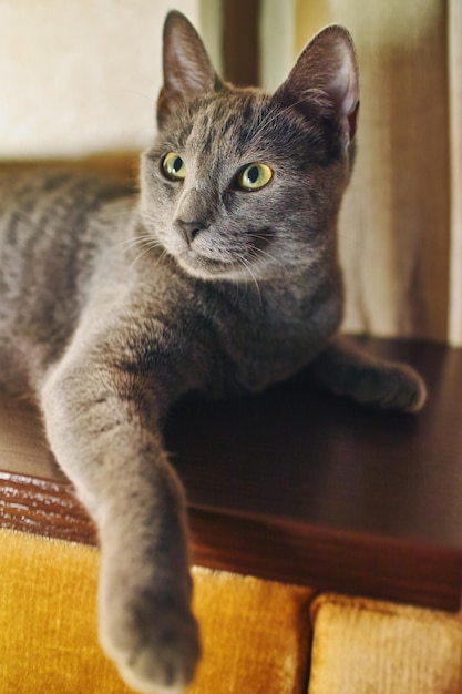 Close-up of a purebred russian blue cat at home