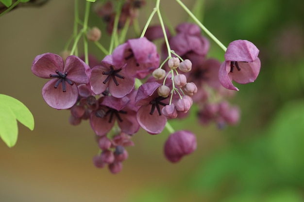 крупным планом фиолетовые цветы акебии. весенний цветок