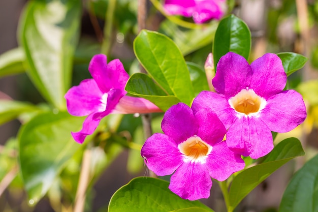 Закройте вверх по фиолетовой bignonia, saritaea magnifica (W. Bull) Dugand, с ярким солнечным светом и зелеными листьями размытым фоном. Сосредоточьтесь на переднем плане, макросе.