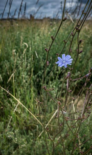 Close-up of purple blooming on field