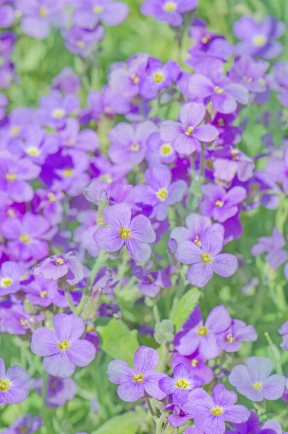 Close up of purple blossoms of aubrieta flowers purple rock\
cress aubrieta deltoidea