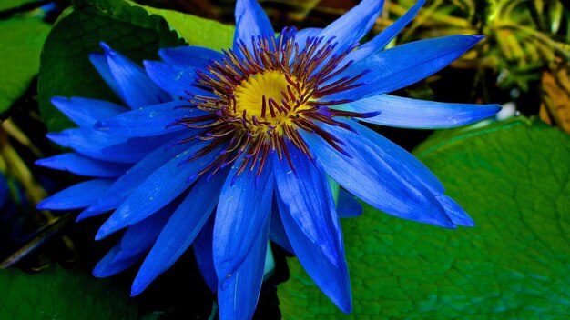 Close-up of purple blue flower