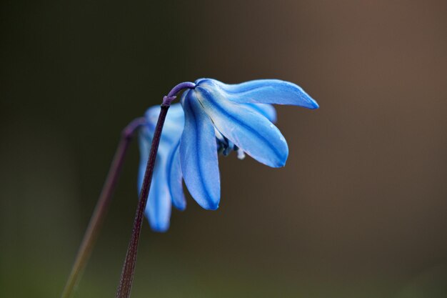 Photo close-up of purple blue flower