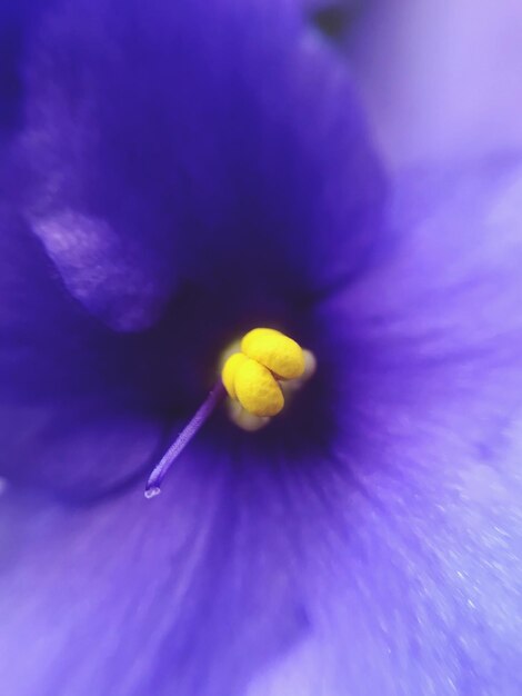 Close-up of purple blue flower