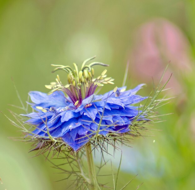 Foto close-up di un fiore blu viola