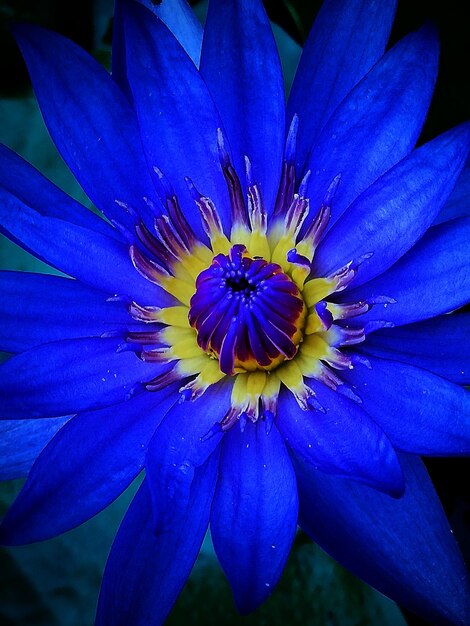 Photo close-up of purple blue flower